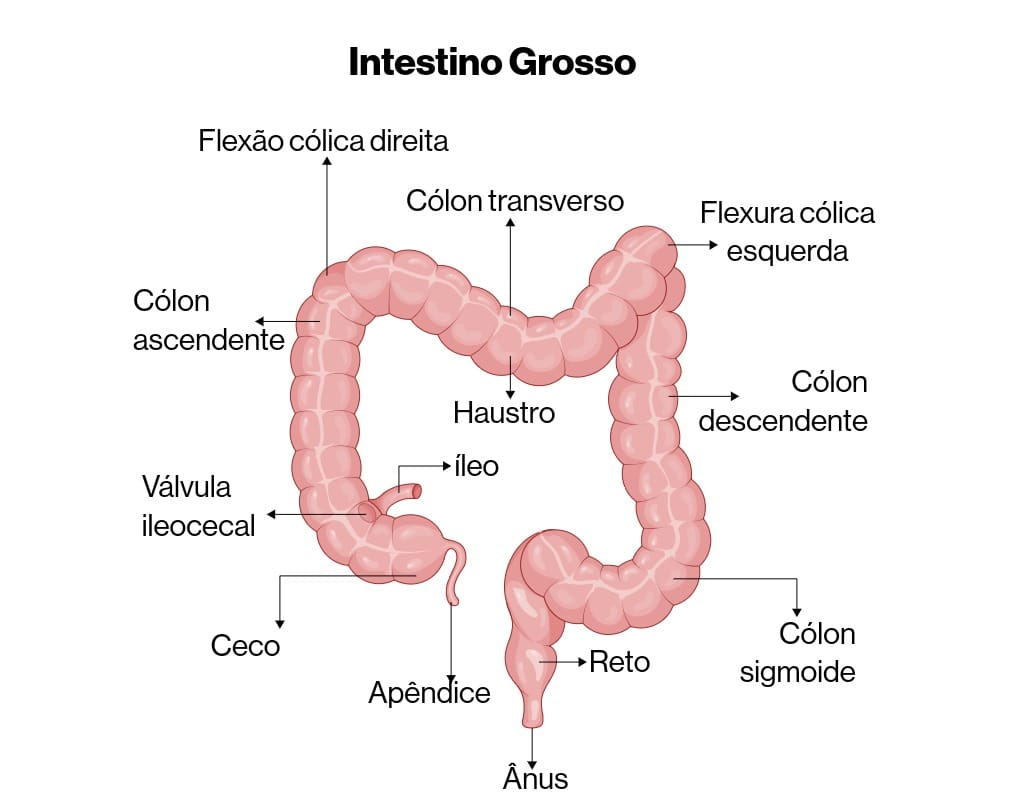 Colectomia: o que é, tipos, riscos e recuperação