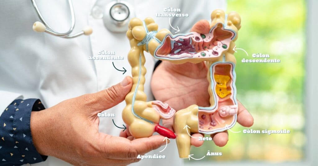 Intestino grosso: como ele cuida do seu corpo e bem‑estar