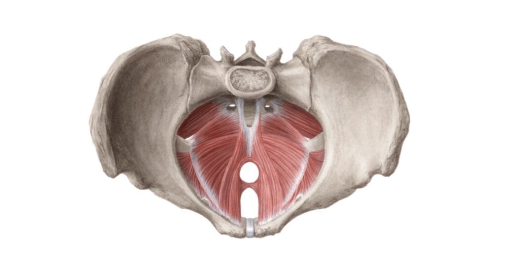 O que é assoalho pélvico e porque é tão importante?
