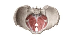 O que é assoalho pélvico e porque é tão importante?