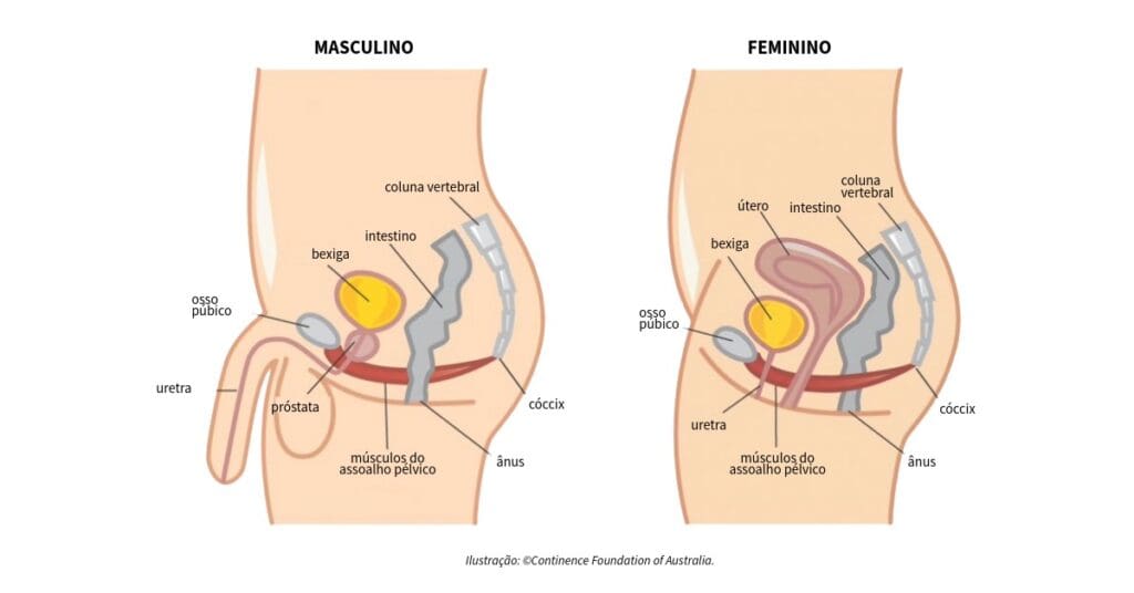 O que é assoalho pélvico e porque é tão importante?